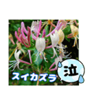 牧野公園の山野草Wild flowers ＆ Greetings（個別スタンプ：37）