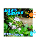 牧野公園の山野草Wild flowers ＆ Greetings（個別スタンプ：38）