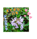 牧野公園の山野草Wild flowers ＆ Greetings（個別スタンプ：39）