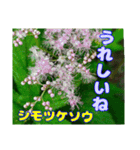 牧野公園の山野草Wild flowers ＆ Greetings（個別スタンプ：40）