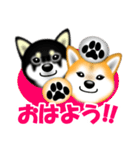 柴犬まろあんちゃんスタンプです。（個別スタンプ：1）