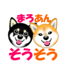 柴犬まろあんちゃんスタンプです。（個別スタンプ：7）