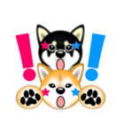 柴犬まろあんちゃんスタンプです。（個別スタンプ：17）