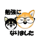 柴犬まろあんちゃんスタンプです。（個別スタンプ：20）