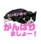 ハチワレぼくちん。【日常でつかえる3】（個別スタンプ：2）