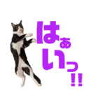 ハチワレぼくちん。【日常でつかえる3】（個別スタンプ：3）