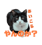 ハチワレぼくちん。【日常でつかえる3】（個別スタンプ：4）