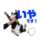 ハチワレぼくちん。【日常でつかえる3】（個別スタンプ：5）