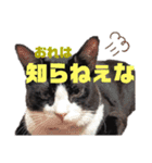ハチワレぼくちん。【日常でつかえる3】（個別スタンプ：7）