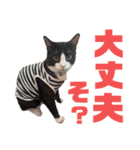 ハチワレぼくちん。【日常でつかえる3】（個別スタンプ：8）