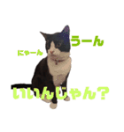 ハチワレぼくちん。【日常でつかえる3】（個別スタンプ：9）