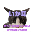 ハチワレぼくちん。【日常でつかえる3】（個別スタンプ：10）