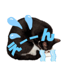 ハチワレぼくちん。【日常でつかえる3】（個別スタンプ：11）