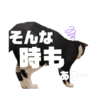 ハチワレぼくちん。【日常でつかえる3】（個別スタンプ：14）