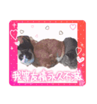 AmamiMana(あまーみー)LINEスタンプ（個別スタンプ：1）