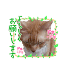 AmamiMana(あまーみー)LINEスタンプ（個別スタンプ：3）