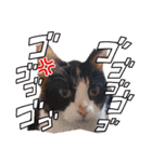 AmamiMana(あまーみー)LINEスタンプ（個別スタンプ：6）