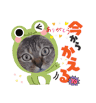 AmamiMana(あまーみー)LINEスタンプ（個別スタンプ：12）