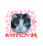 AmamiMana(あまーみー)LINEスタンプ（個別スタンプ：13）