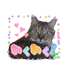 AmamiMana(あまーみー)LINEスタンプ（個別スタンプ：14）
