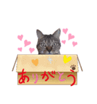 AmamiMana(あまーみー)LINEスタンプ（個別スタンプ：16）