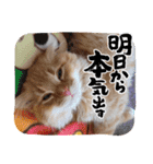 吾輩はねこくん！③（個別スタンプ：20）