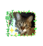 宮﨑ルー君（個別スタンプ：3）