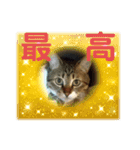 宮﨑ルー君（個別スタンプ：10）