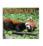 動物園の仲間たち(レッサーパンダ)2（個別スタンプ：2）