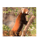 動物園の仲間たち(レッサーパンダ)2（個別スタンプ：17）