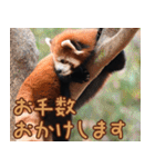 動物園の仲間たち(レッサーパンダ)2（個別スタンプ：25）
