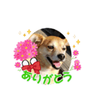 たれ耳わんこコロマルくん（個別スタンプ：5）