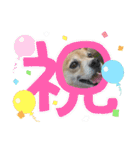 たれ耳わんこコロマルくん（個別スタンプ：7）