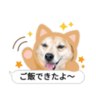 たれ耳わんこコロマルくん（個別スタンプ：11）