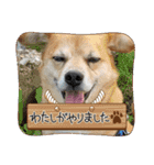 たれ耳わんこコロマルくん（個別スタンプ：12）
