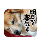 たれ耳わんこコロマルくん（個別スタンプ：23）