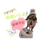 きゅうぷー！！（個別スタンプ：37）