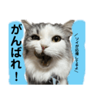 ソイラテ兄弟☺︎（個別スタンプ：12）
