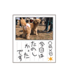 くるんちゃん5（個別スタンプ：1）