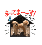 くるんちゃん5（個別スタンプ：3）