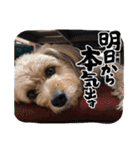 くるんちゃん5（個別スタンプ：4）