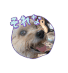 くるんちゃん5（個別スタンプ：10）