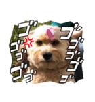 くるんちゃん5（個別スタンプ：20）