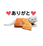 ひふみんスタンプ5（個別スタンプ：19）