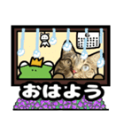 キジトラ猫14(雨の日)（個別スタンプ：9）