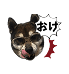 ペレペレスタンプ（個別スタンプ：3）