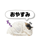 ペレペレスタンプ（個別スタンプ：6）