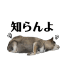 ペレペレスタンプ（個別スタンプ：7）