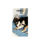 茶太朗(ちゃたろー)スタンプVol.1（個別スタンプ：8）