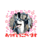 茶太朗(ちゃたろー)スタンプVol.1（個別スタンプ：29）